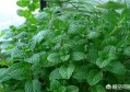 薄荷有什么成效？